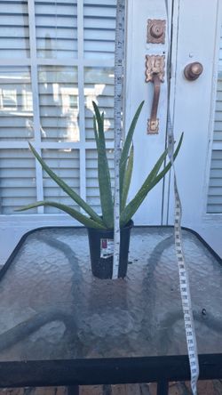 Vibrant Aloe Vera Succulent Plants (Multiple Sizes Available)