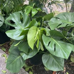 Monsteras In 3 gls Pot. SPECIAL PRICE 🤩