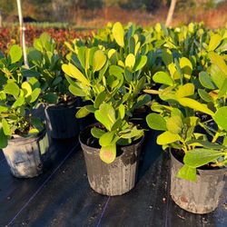 Clusias (Privacy Hedges)