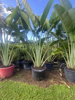 Plants