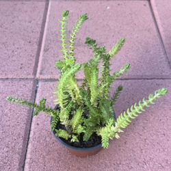 Homegrown Green Long Tail Succulents In Pot