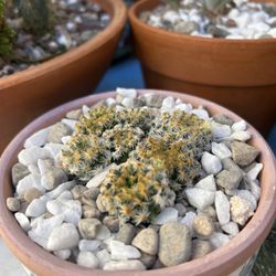 Mammillaria schiedeana
