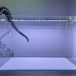 20 Gallon Rimless Aquarium 
