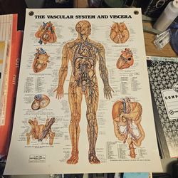 Diagram Of The Vascular System