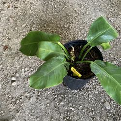 20 Dollar Plants 