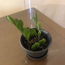 ZZ Plant / Money Tree