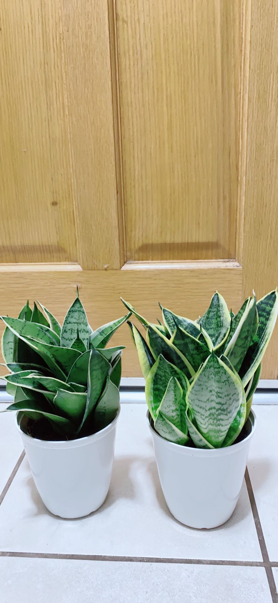 Bird Net Sansevieria 🪴 $15 each