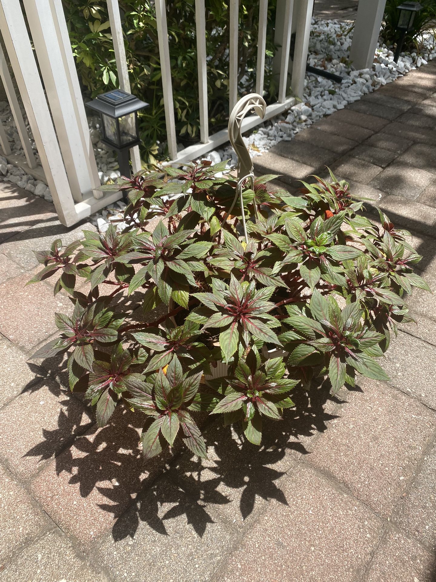 New Guinea Impatiens