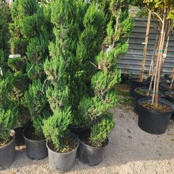 Pinos Spiral De 5gallon 5 Pies De Alto