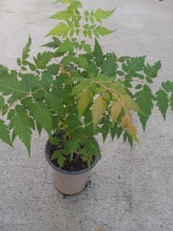 Golden Flowers  Tree  6.00 Dlls 