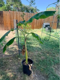 Blue Java Banana