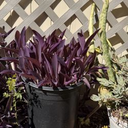 Tradescantia pallida 'Purpurea' Purple Heart Wandering Dude