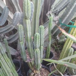 San Pedro Cactus Clump Plant 