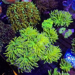 🔥CORALS DECORATIONS FOR MARINE TANK OVER 500 CORALS IN STOCK PICK-UP - DELIVERY - SHIP