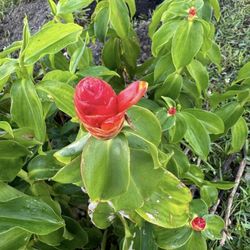 Lipstick ginger, aka red button ginger cuttings