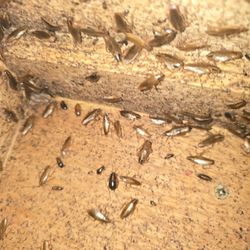 Fumigador De Cucarachas 