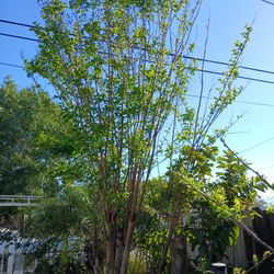 Crapemyrtle 