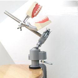 Typodont Mount For Dental Mouth