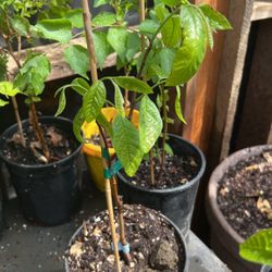 Paw Paw Plants 
