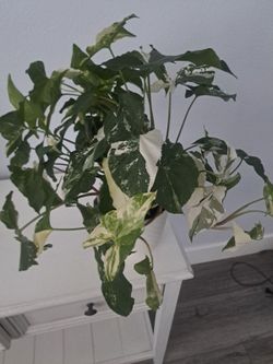 Variegated Syngonium