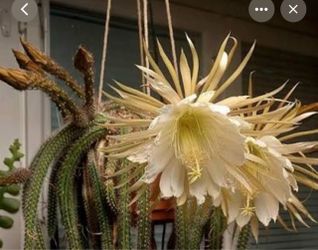 6” selenicereus validus ( first pic is example)