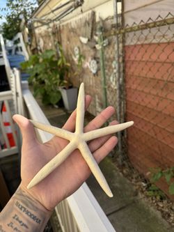 ⭐ Lot of 50 Natural Starfish – Beach Wedding & Coastal Décor