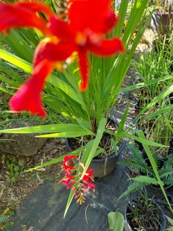 Crocosmia 