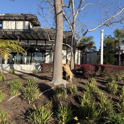 Electric Sit/Stand Desk - 29”x46”