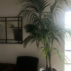 Kentia House Palm Plant EXOTIC