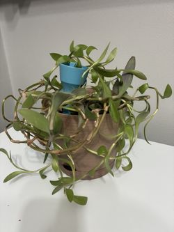 Tradescantia Purple Heart