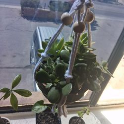 A variety of succulents and jades