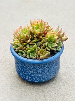 Succulents plants 🪴 （Echeveria 'Tesla' Pink)