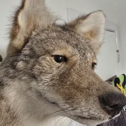 Beautiful Taxidermy Coyote Wall Mount