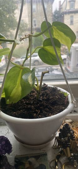 Heartleaf Philodendron in Hanging Pot