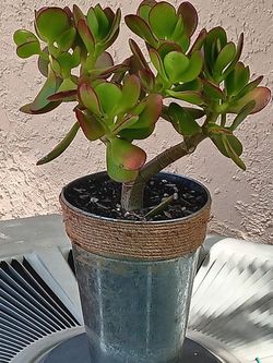 Jade Plant.