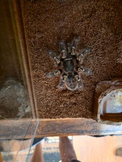 Chaco golden knee tarantula