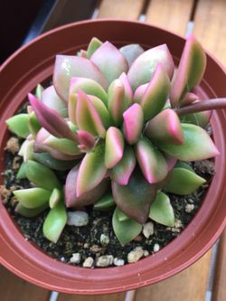 Succulents 4”