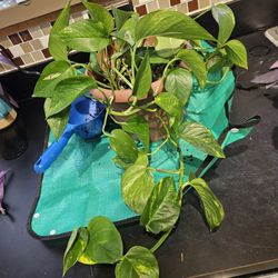 Golden Pothos In Brown Plastic Pot