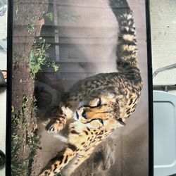 Cheetah Action Shot With Frame