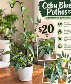 Cebu Blue Pothos Live Plant
