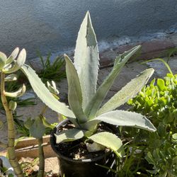 Blue Agave Plants 🪴