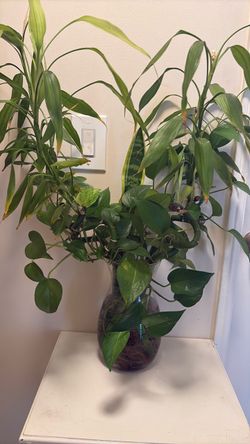 Bamboo plant arrangement