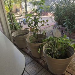 Outdoor Plants