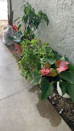 Garden and house plants