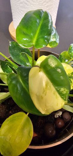 Variegated Burle Marx