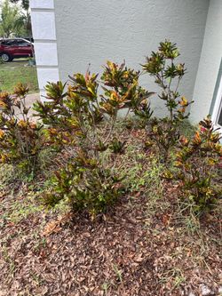 Free 10-year survivor crotons (you dig)