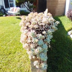 Succulent Hanging Plants W/Pot