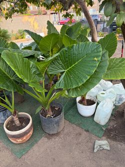 Alocasia Elephant Ear Plants