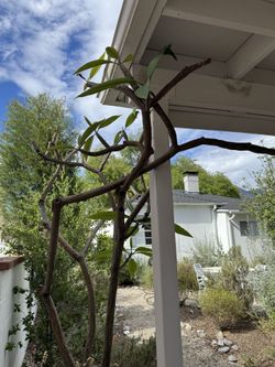 Plumeria Plant 8.5 feet tall