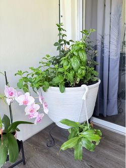 Large Pot - Organic Edible Pot - Blackberries & Fresh Herbs